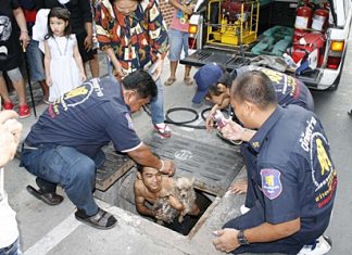 Rescuers pull Auy Ai from a storm drain after the little blind pooch somehow managed to get stuck inside.